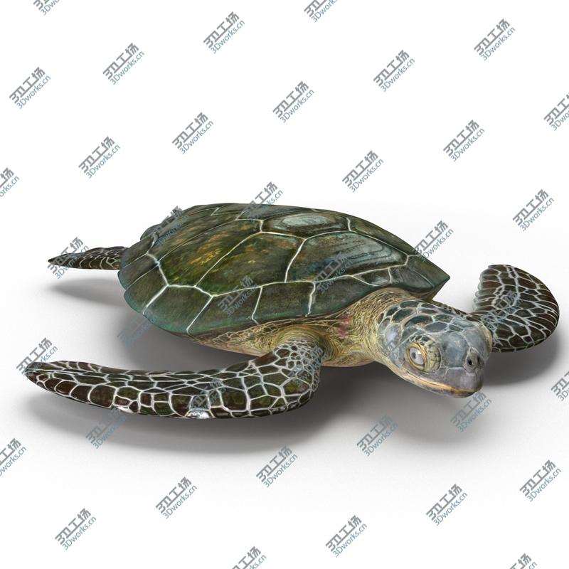 images/goods_img/20210313/Sea Turtle Rigged for Cinema 4D/3.jpg